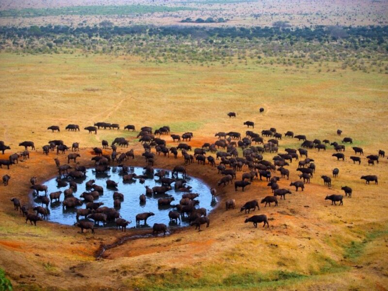 Wildlife Encounters in Kenya Safaris