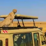 4 Incredible Natural Spectacles to Witness at the Dream Safari Destination- Serengeti