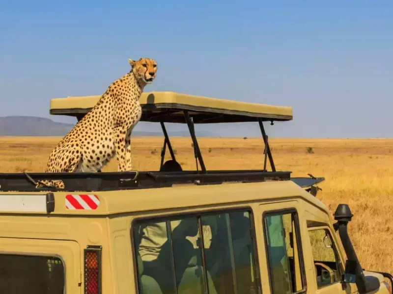 4 Incredible Natural Spectacles to Witness at the Dream Safari Destination- Serengeti