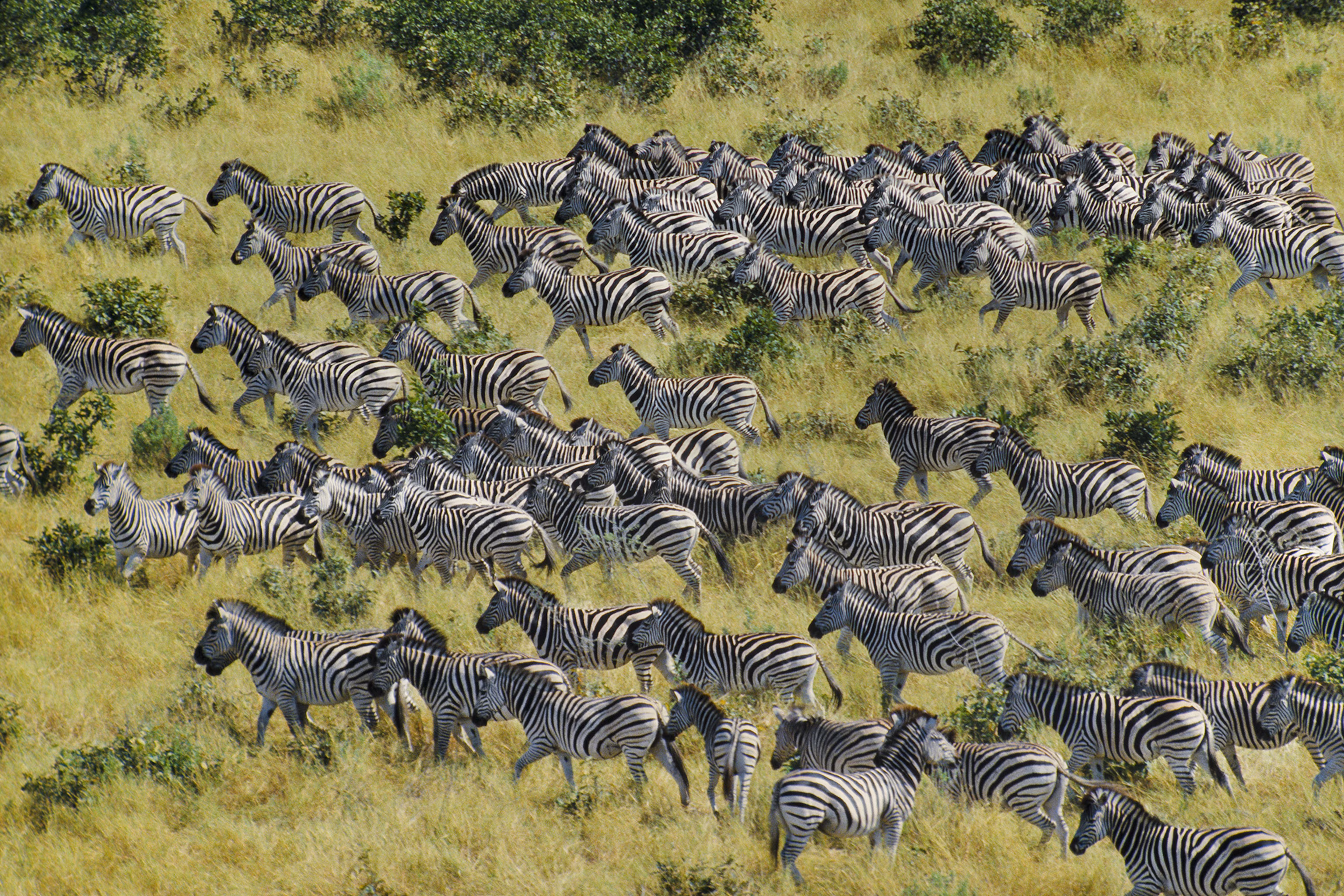 Zebra Migration Patterns in Kenya