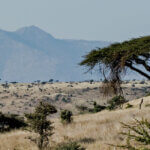 Tanzania National Parks – Where Adventure Meets Nature