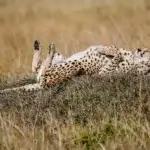 The best time to visit Kenya for safari