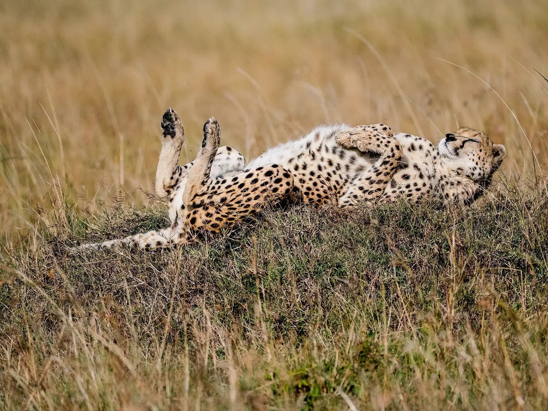 The best time to visit Kenya for safari