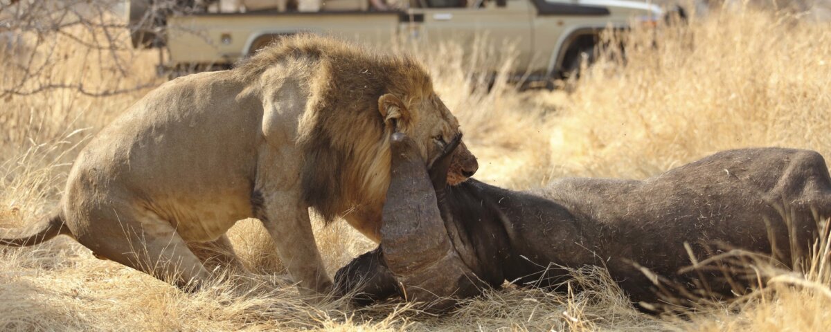 Tanzania Wildlife Safari Adventures