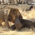 Tanzania Wildlife Safari Adventures