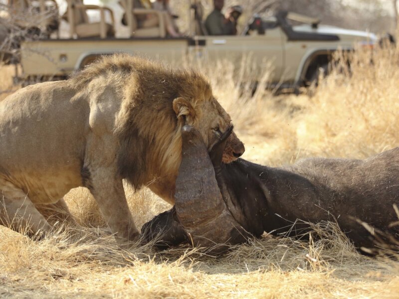 Tanzania Wildlife Safari Adventures