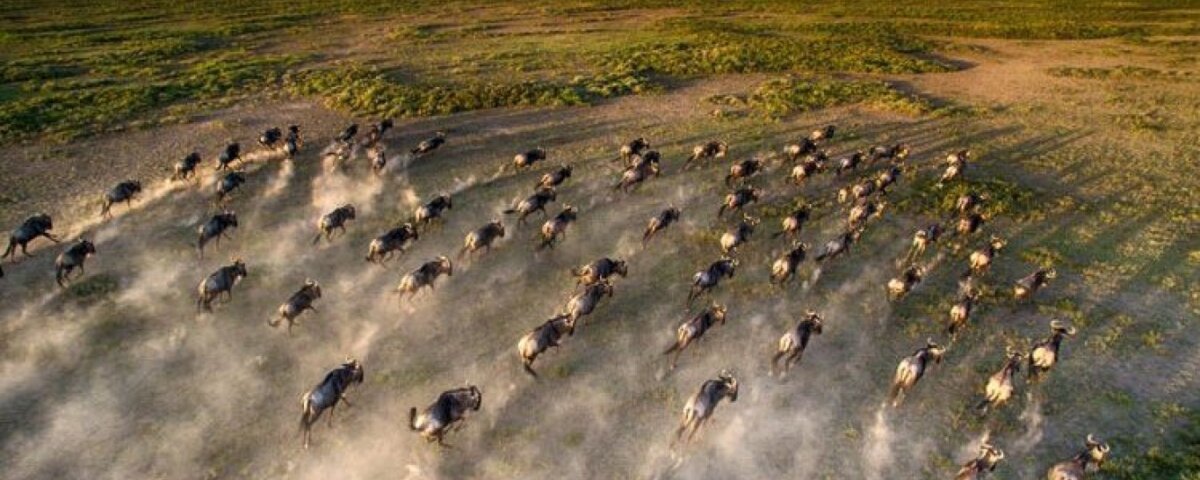 Serengeti Great Wildebeest Migration: Is November the Right Time to See?