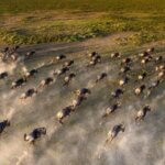 Serengeti Great Wildebeest Migration: Is November the Right Time to See?