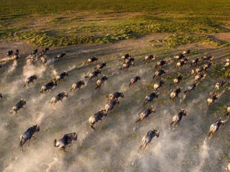 Serengeti Great Wildebeest Migration: Is November the Right Time to See?