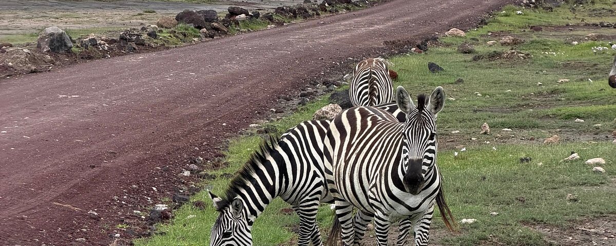 Safari in Tanzania: Through the Words of a Guide on Safari in Tanzania