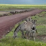 Safari in Tanzania: Through the Words of a Guide on Safari in Tanzania