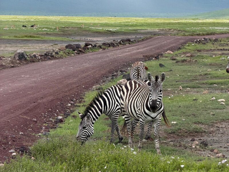 Safari in Tanzania: Through the Words of a Guide on Safari in Tanzania
