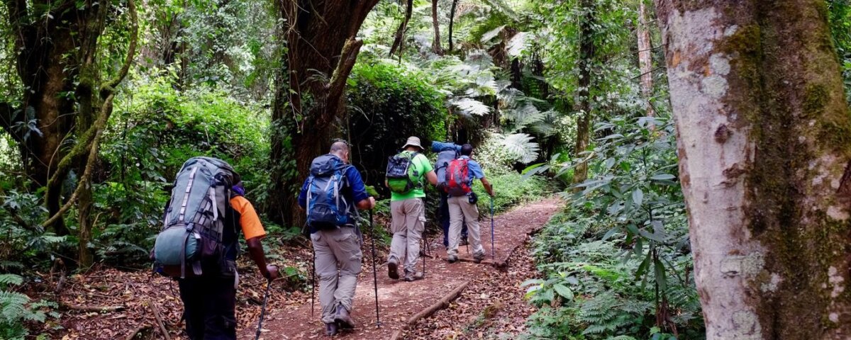 Lemosho Route Kilimanjaro Summit Stories – Real Trekking Experiences