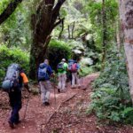 Lemosho Route Kilimanjaro Summit Stories – Real Trekking Experiences