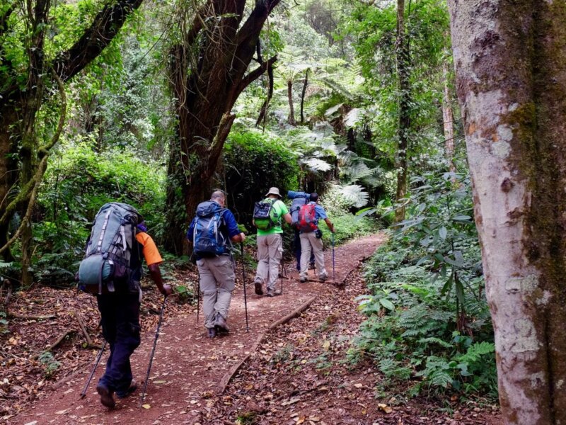 Lemosho Route Kilimanjaro Summit Stories – Real Trekking Experiences