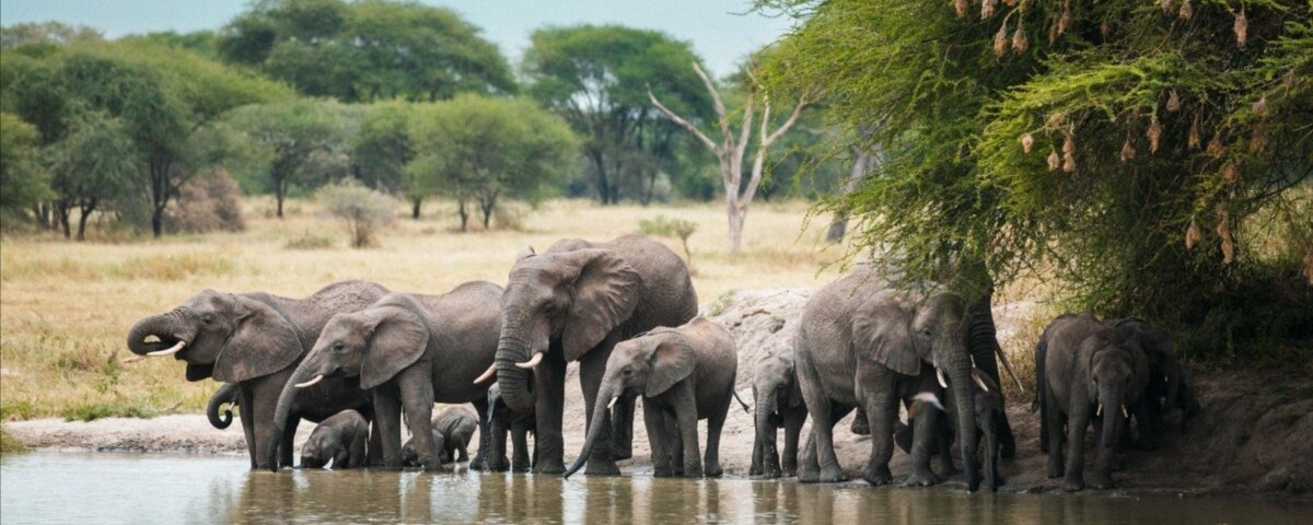 Tarangire National Park Safaris