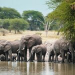 Tarangire National Park Safaris