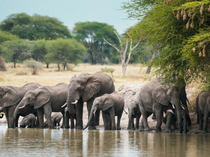 Tarangire National Park Safaris