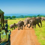 The Week Before Your Tanzania Safari – Top Most Steps to Prepare Yourself!
