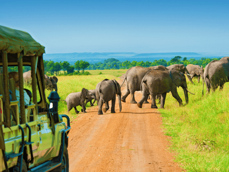 The Week Before Your Tanzania Safari – Top Most Steps to Prepare Yourself!