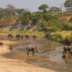 Tarangire Safari Packages: Meet Giants Beneath Baobabs on Tarangire Safari Packages