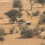 Budget for Tanzania Safaris: Plan Smart for an Affordable African Adventure