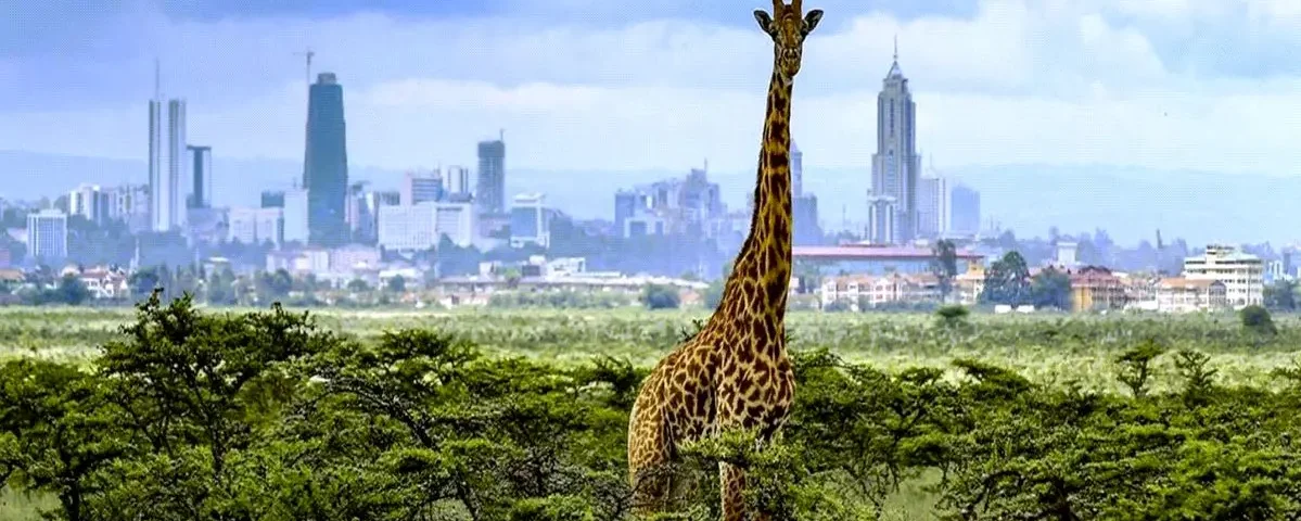 Kenya Wildlife Safety Tips