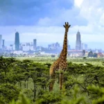 Kenya Wildlife Safety Tips