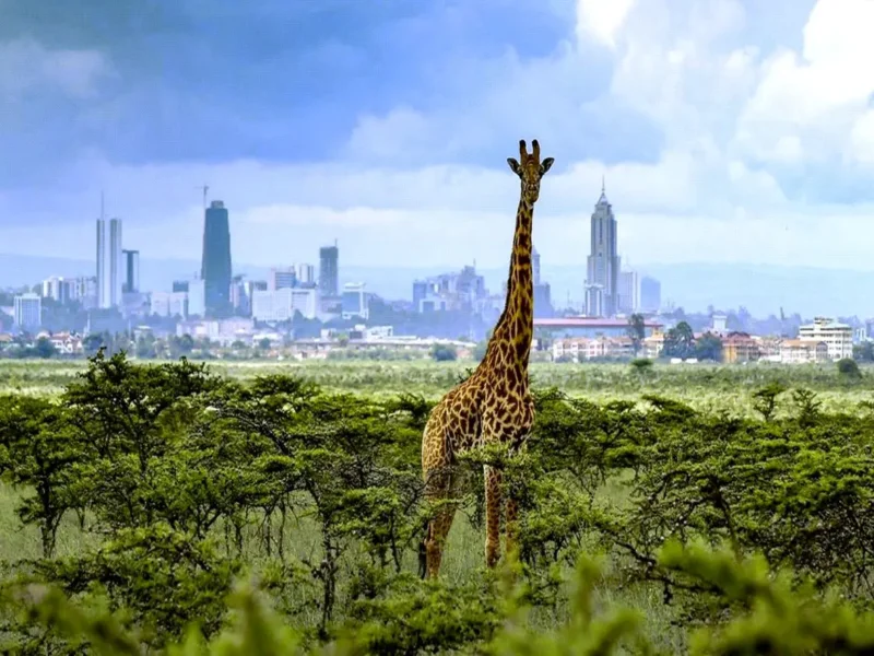 Kenya Wildlife Safety Tips