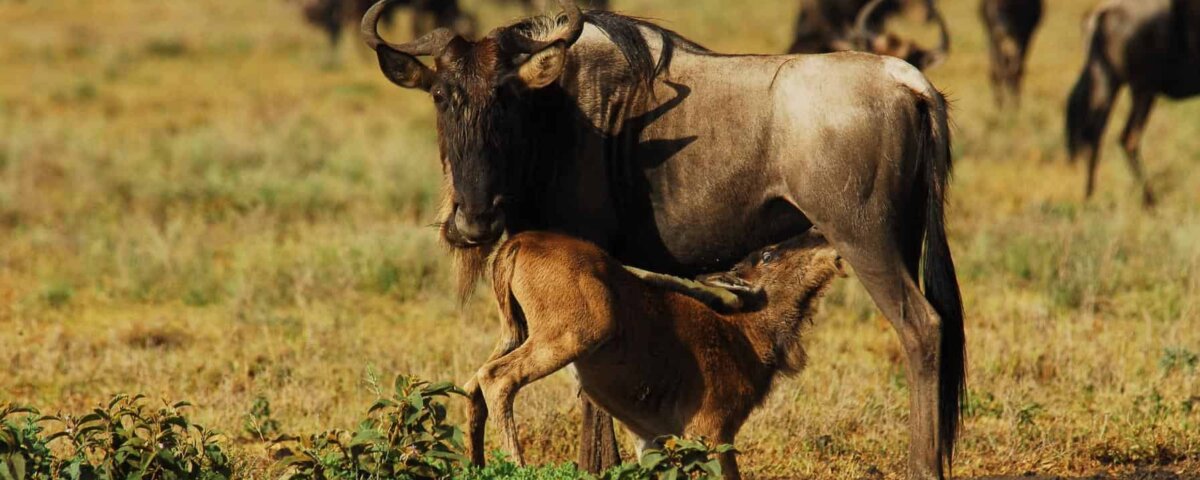 Calving Season Safari – A Special Time During the Great Migration