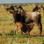 Calving Season Safari – A Special Time During the Great Migration