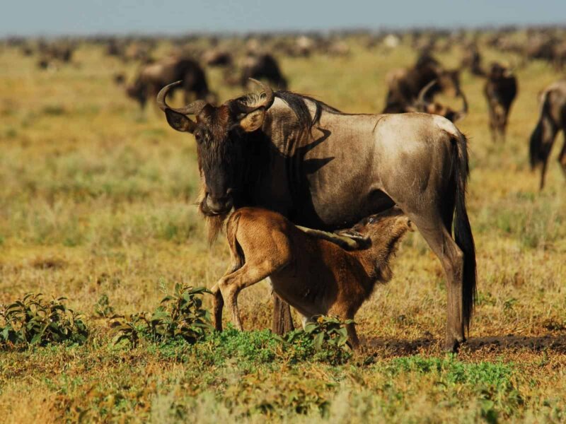 Calving Season Safari – A Special Time During the Great Migration