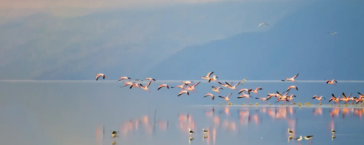 Lake Manyara Bird Watching Guide: A Paradise for Bird Lovers