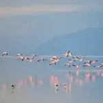 Lake Manyara Bird Watching Guide: A Paradise for Bird Lovers