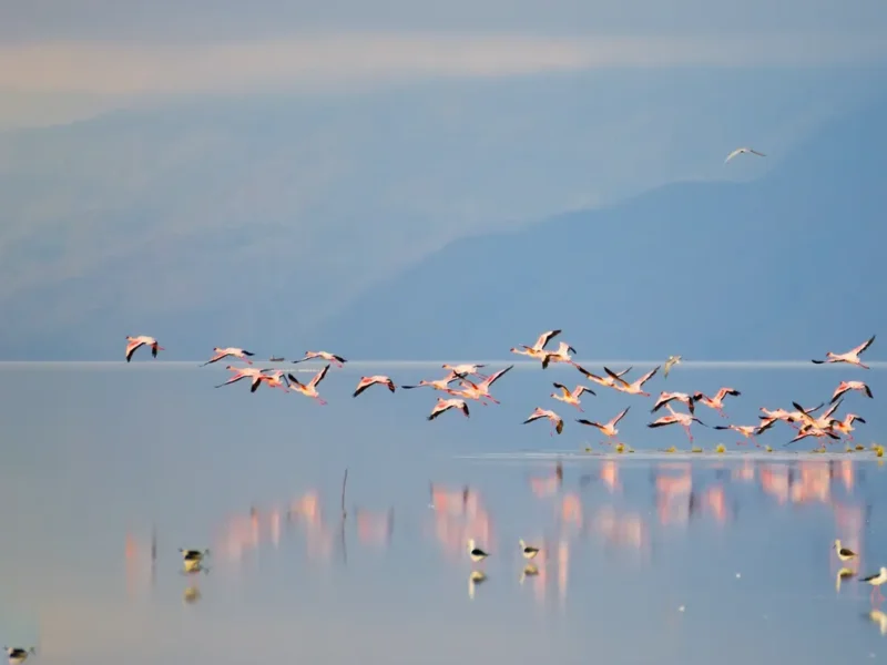 Lake Manyara Bird Watching Guide: A Paradise for Bird Lovers
