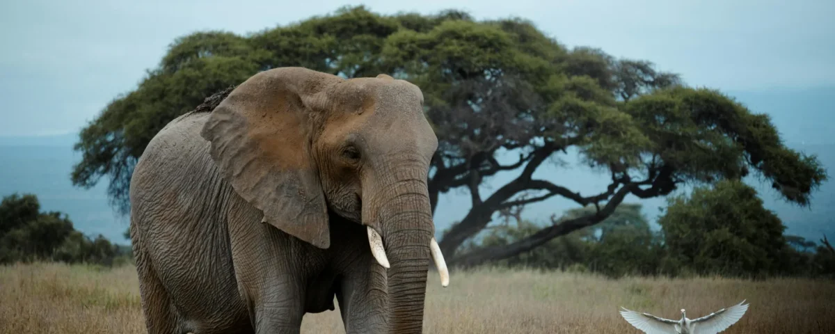 Ngorongoro Wildlife Safari, Tanzania – The Eighth Wonder of the Natural World!