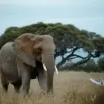 Ngorongoro Wildlife Safari, Tanzania – The Eighth Wonder of the Natural World!
