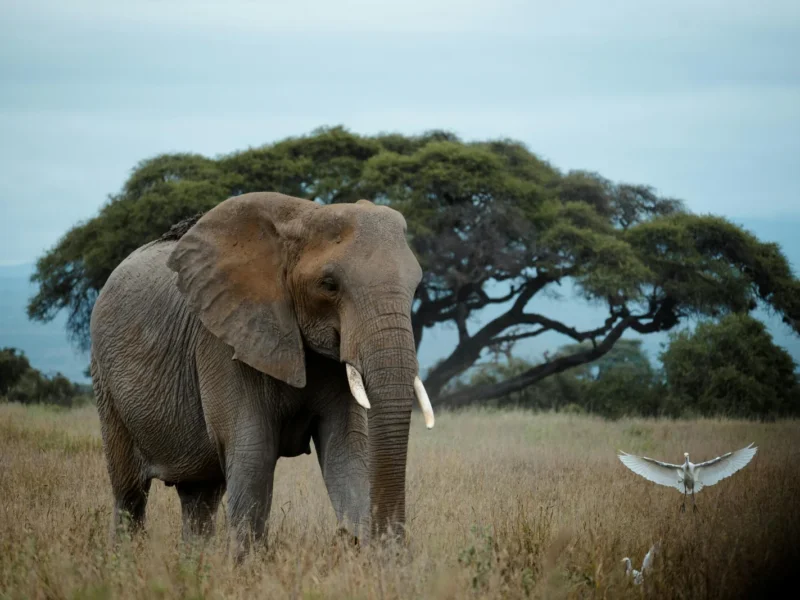 Ngorongoro Wildlife Safari, Tanzania – The Eighth Wonder of the Natural World!