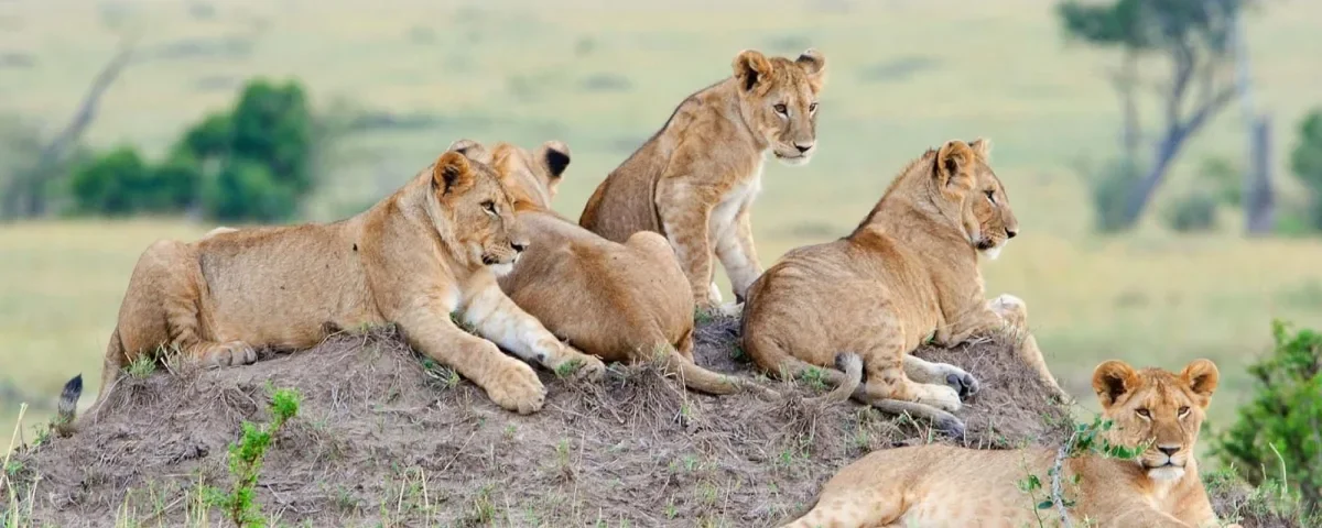 Can You See Lions on Night Hunts in Serengeti Safari Tours?