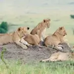 Can You See Lions on Night Hunts in Serengeti Safari Tours?