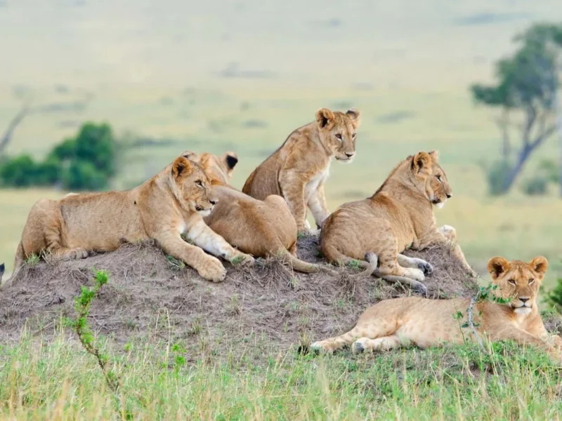 Can You See Lions on Night Hunts in Serengeti Safari Tours?