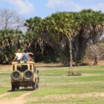 Private Safari vs Group Safari – Which One Is the Best?