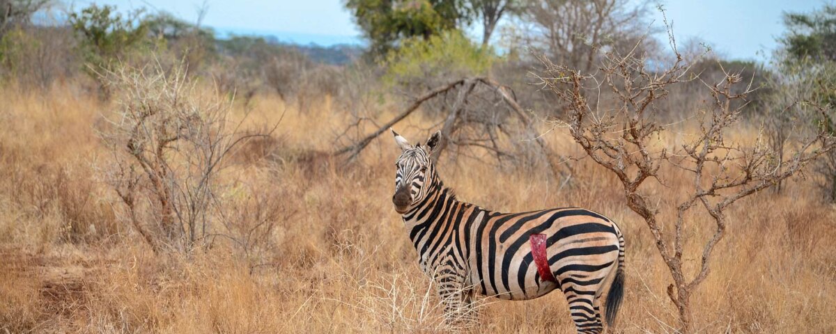 Tanzania Safari Cost vs Kenya Safari Cost – What to Expect