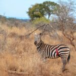 Tanzania Safari Cost vs Kenya Safari Cost – What to Expect