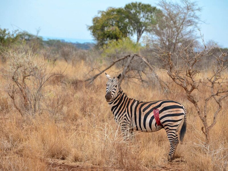 Tanzania Safari Cost vs Kenya Safari Cost – What to Expect