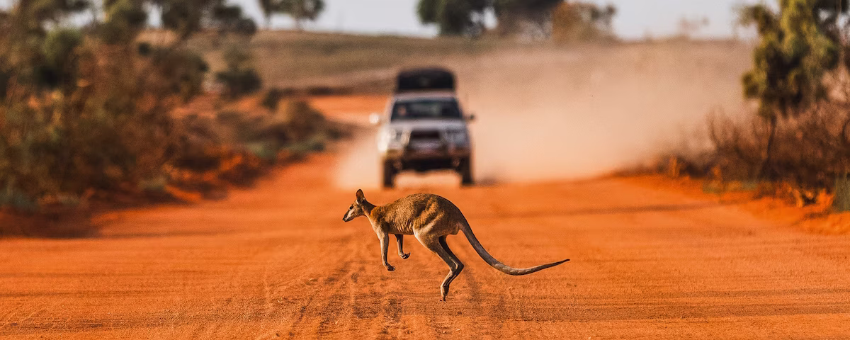 From Kangaroos to Elephants – The Ultimate Guide to Tanzania Safari Tours for Australians
