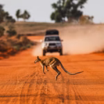 From Kangaroos to Elephants – The Ultimate Guide to Tanzania Safari Tours for Australians