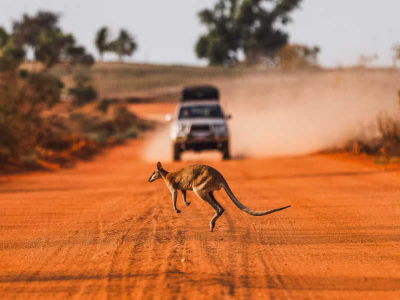 From Kangaroos to Elephants – The Ultimate Guide to Tanzania Safari Tours for Australians