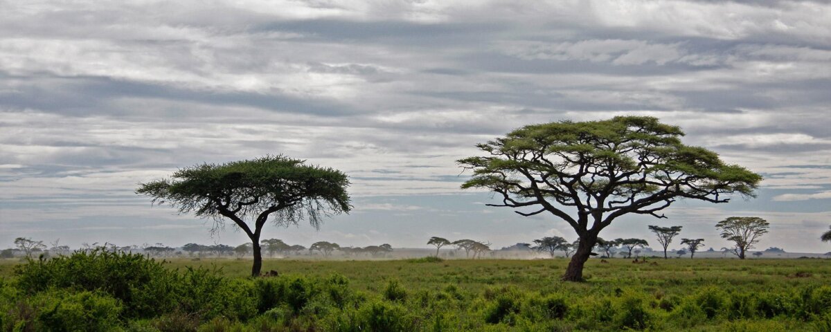 High Season Vs. Low Season Tanzania Safari – Time Can Make the Difference!