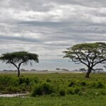 High Season Vs. Low Season Tanzania Safari – Time Can Make the Difference!